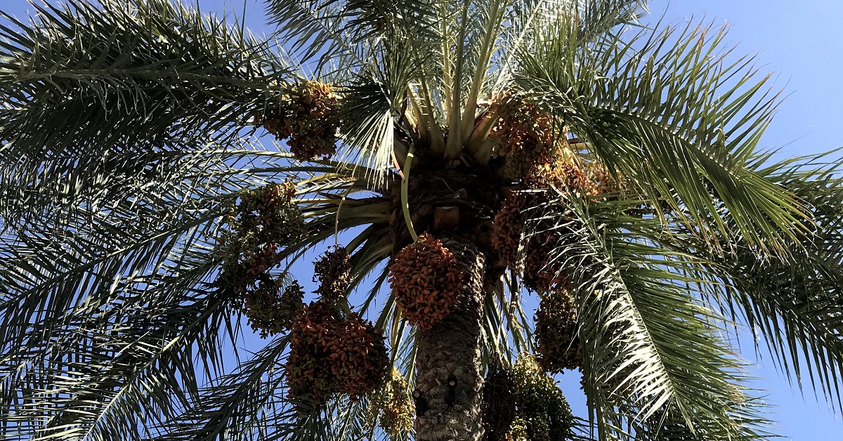 Palm-Fitter Awl Stabilized Arizona hot Mesquite