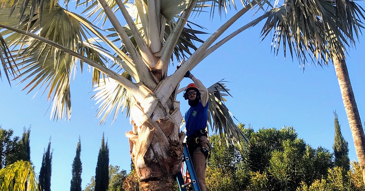 palm-tree-trimming-scottsdale-pv-trimmers