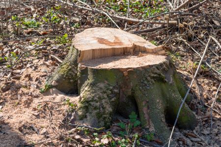 Stump Grinding Phoenix Arizona