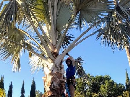 Tree Trimming Deer Valley Ca